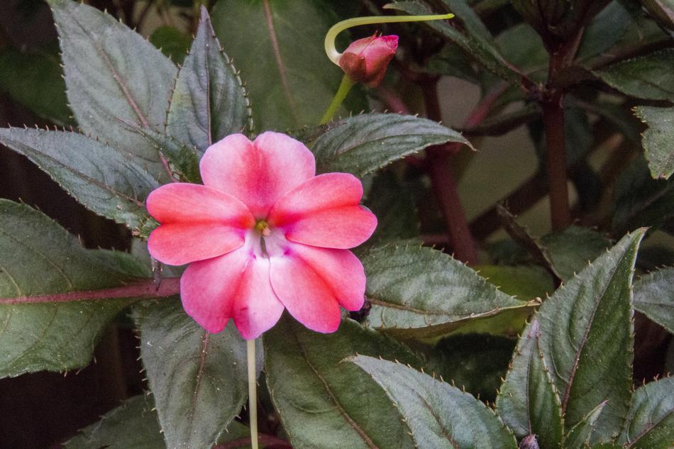 Pink Flower Mary-Without-A-Shame