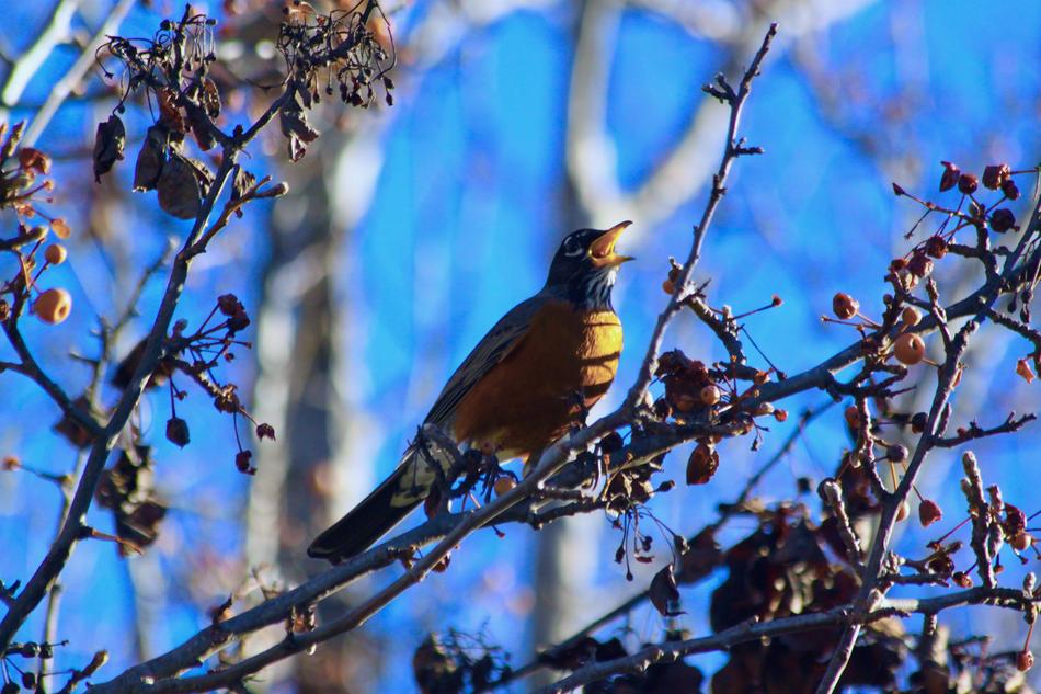 Robin Tree Nature