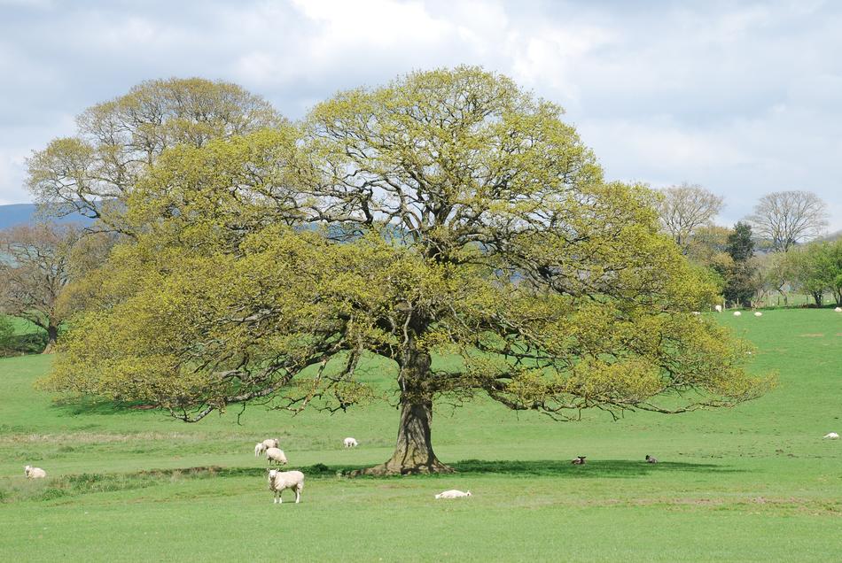 Tree Landscape Nature