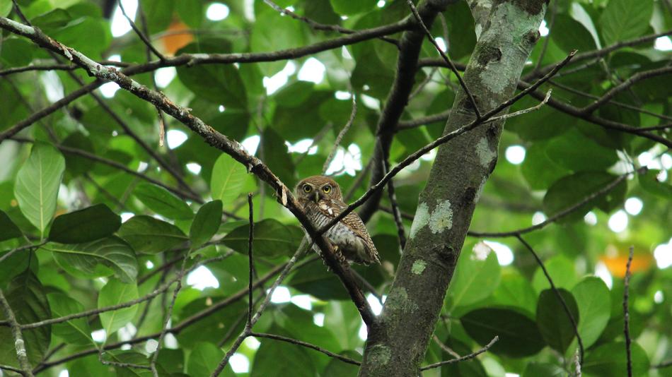 sparrow in the branches of the mior