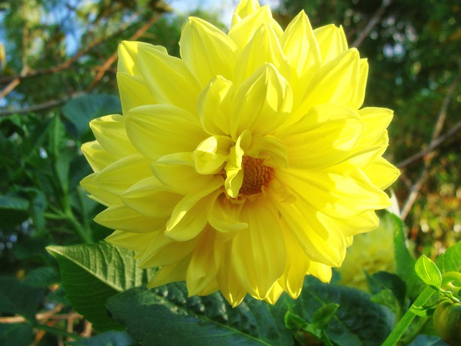 yellow flower bud in green grass