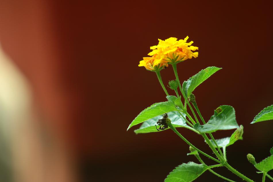 Nature Flora Leaf