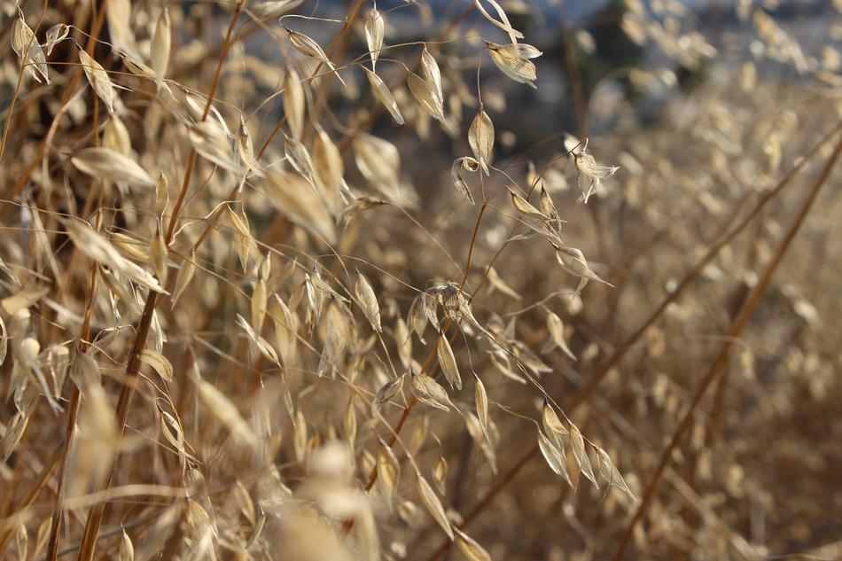dry plants in the field leaves
