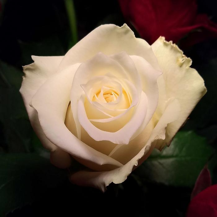 White Rose Flower Rosebush
