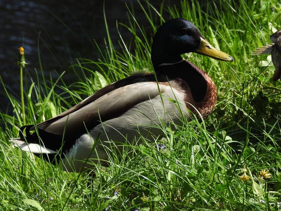 Birds Lawn Nature
