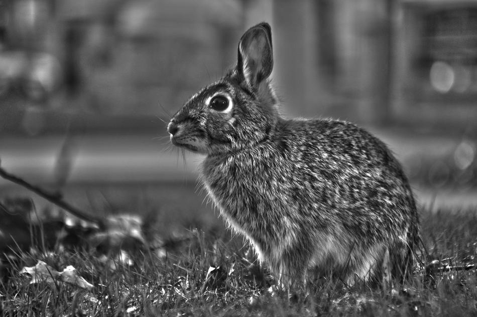 Outdoors Cute Nature