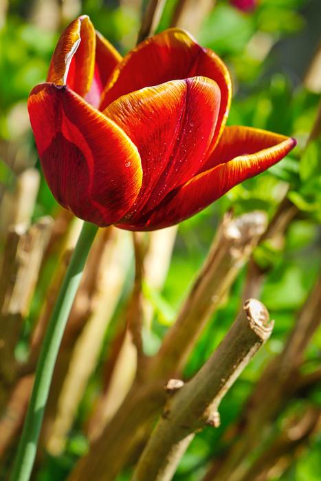 Nature Plant Flower