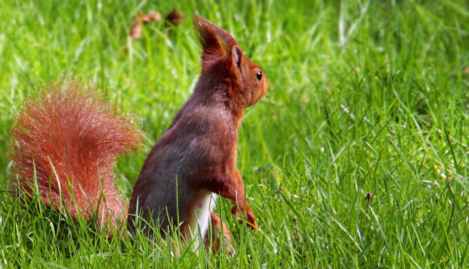 Squirrel Tree Squirrels Grass