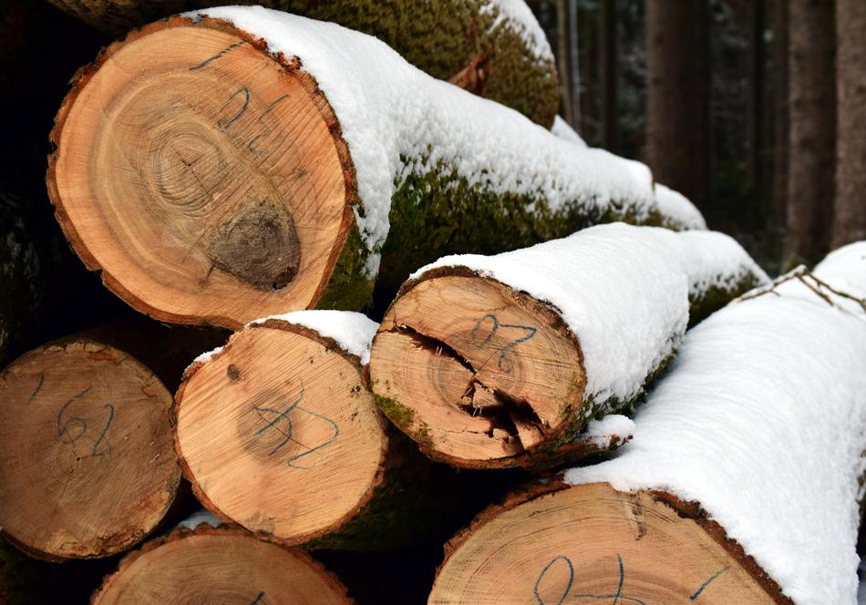 Tree Trunks Winter Snow