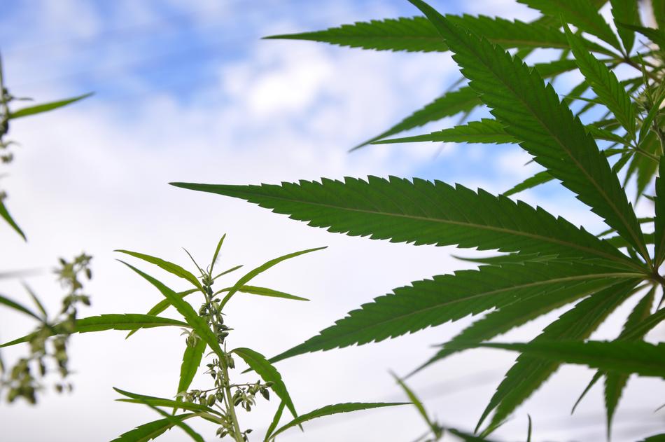 Marijuana Leaf Hashish