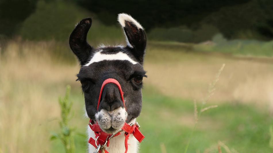 Black white lama in the field