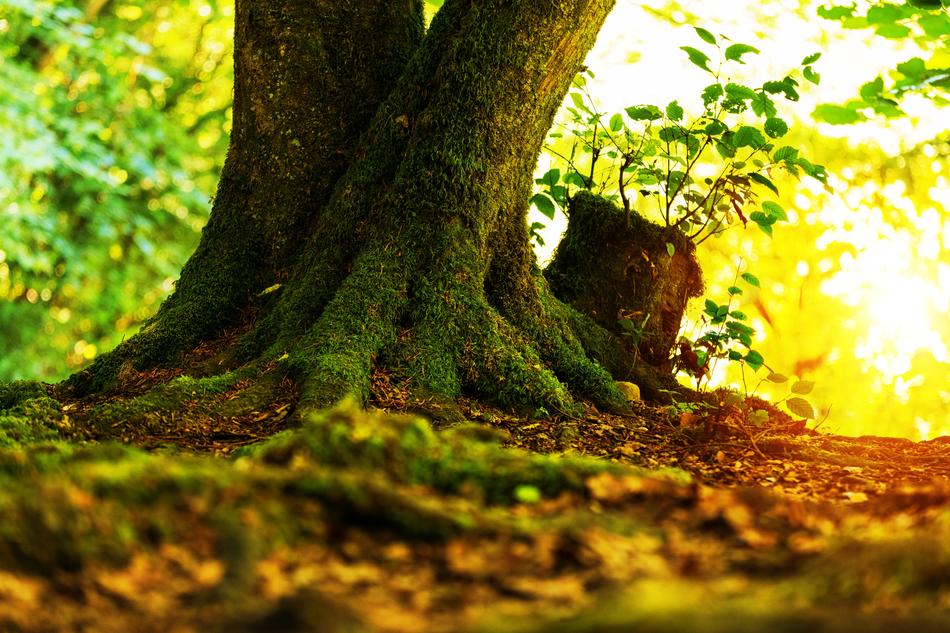 Log Tree Tribe
