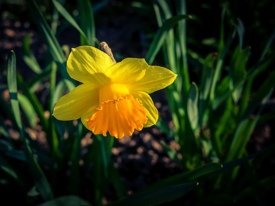 Flower Plant Nature