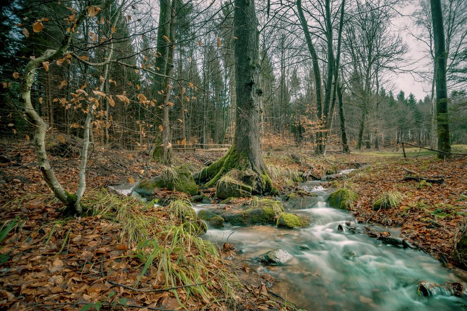 Nature Tree Landscape