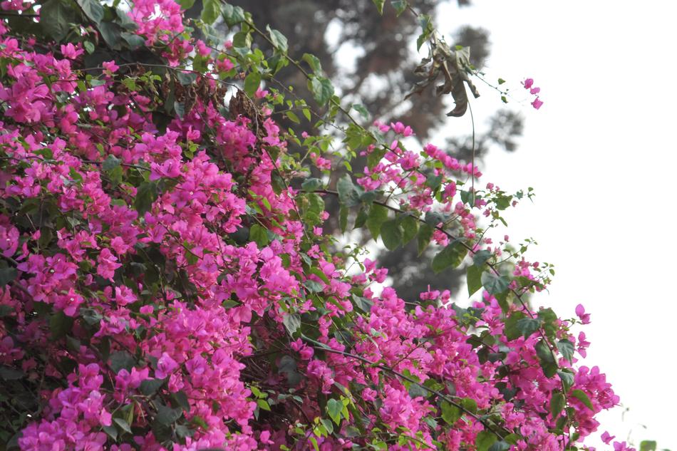 Flower Flora Nature