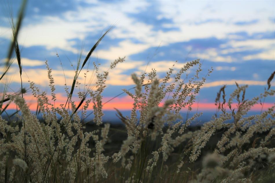 white flowers on the grass at sunset