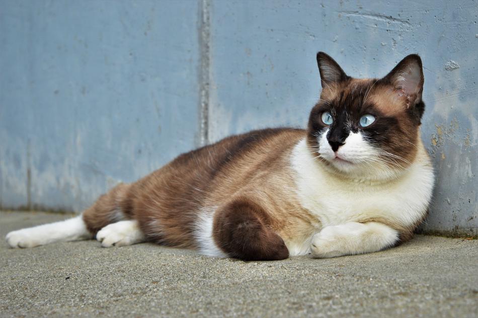 Brown and white cat on the ground
