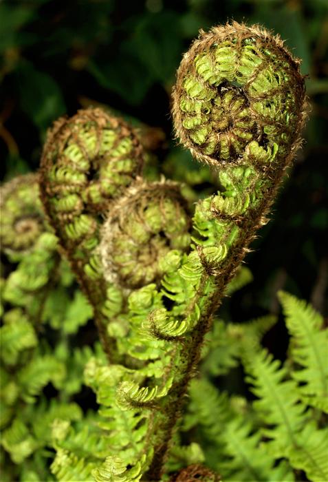 Fern Flora Nature