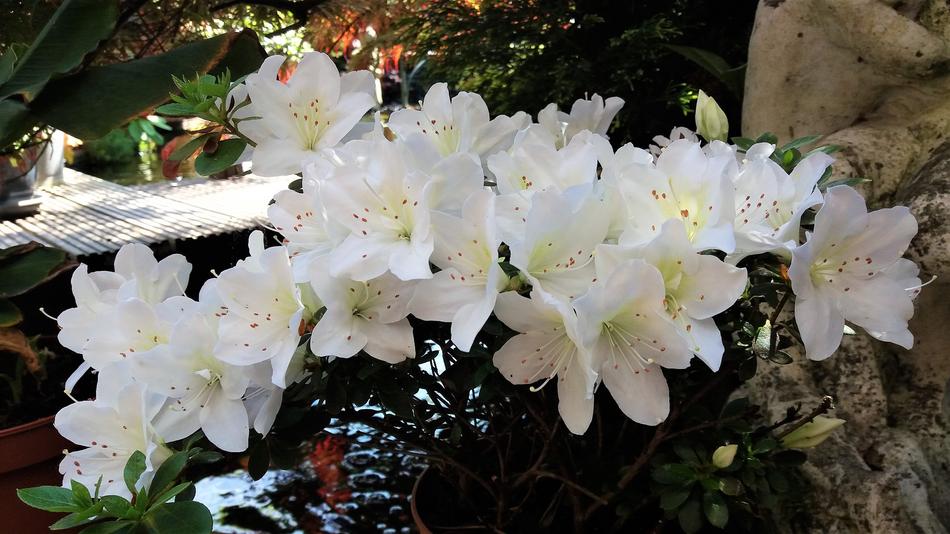 Nature Plant Garden