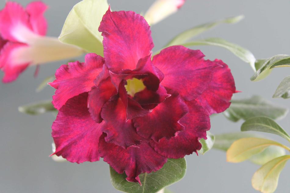 Flower Nature Plant
