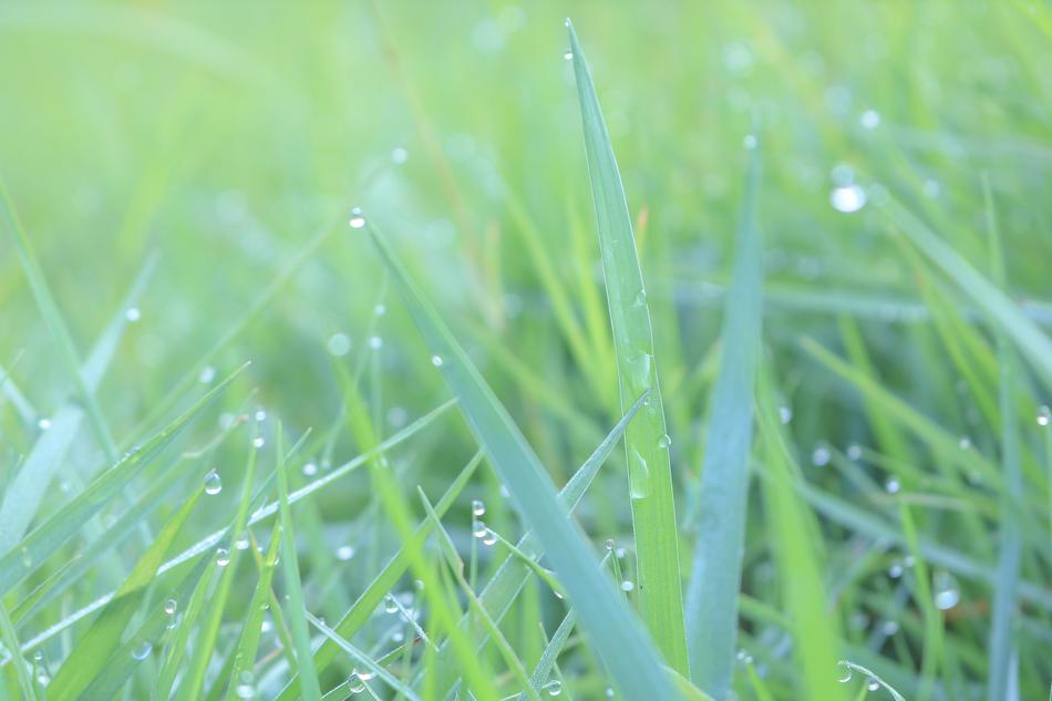 Green Droplets Color