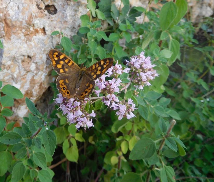 Butterfly Speckled Wood Nature
