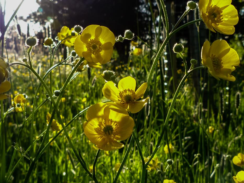 Sunlight Green Buttercup