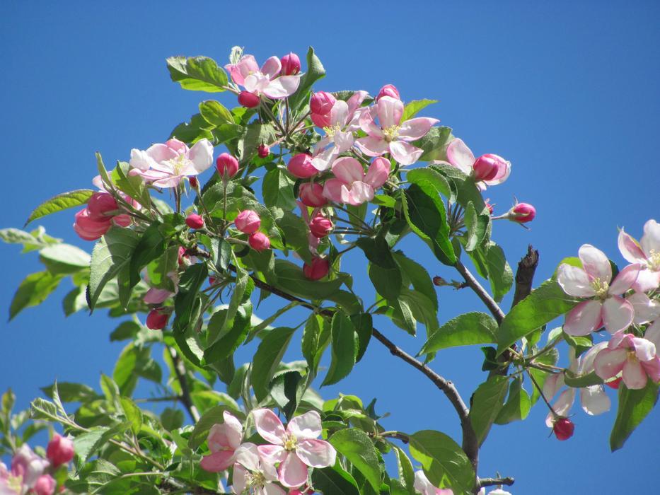 Spring Flowering Branch Of