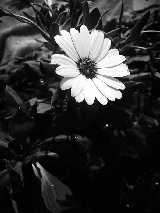 Flower Plant No Person