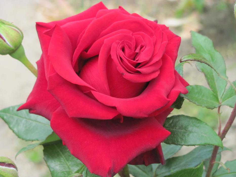 Rose Red Flower