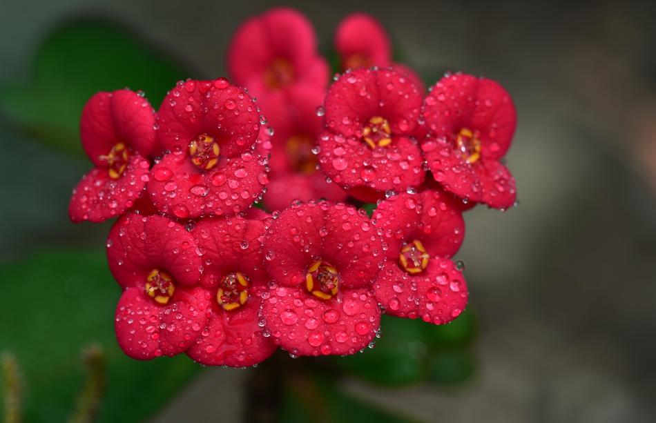 Thorn Flower Blossom