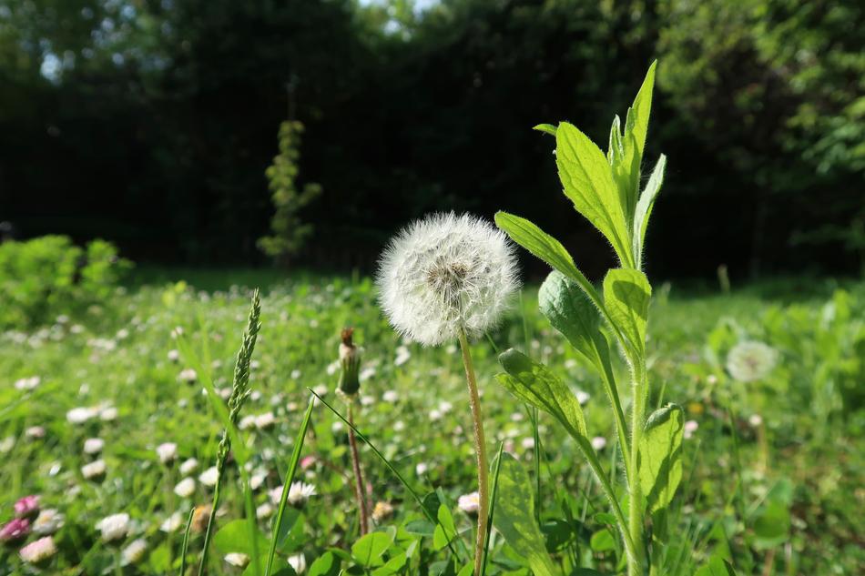 Nature Flower Plant