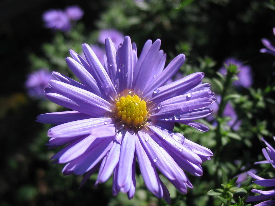 Flower Flora Garden