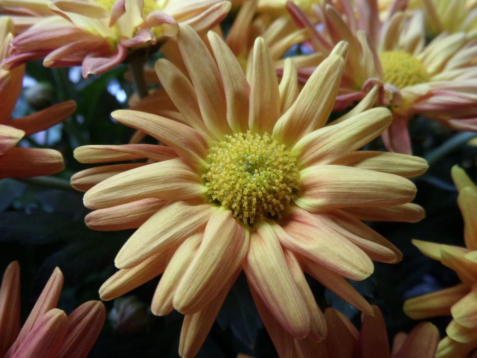 yellow flower in bud