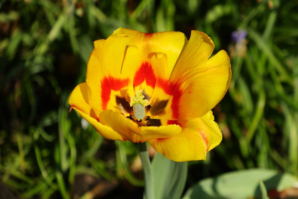 Flower Nature Plant