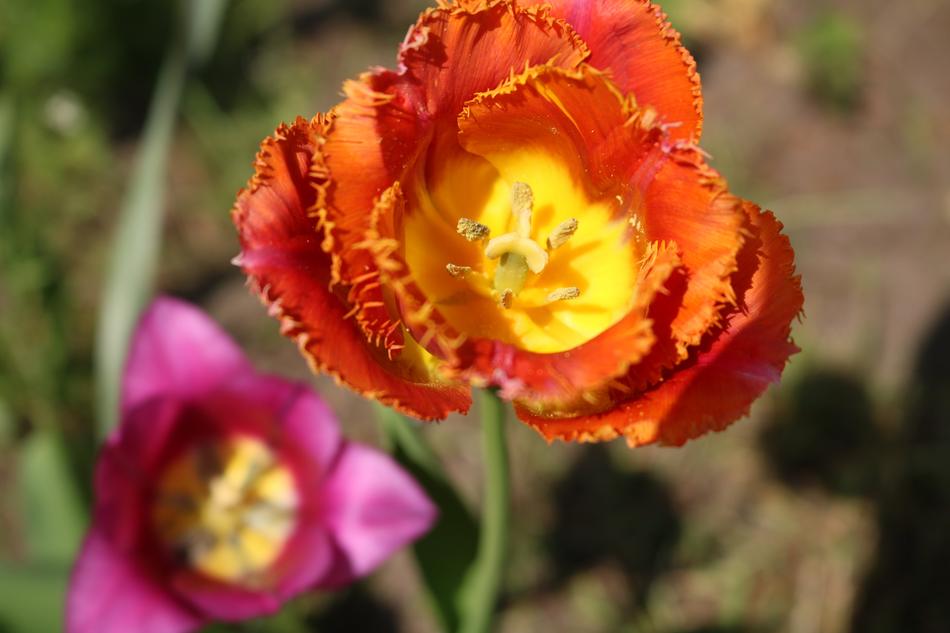 Flower Nature Plant