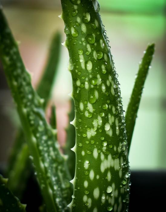 Flora Leaf Nature
