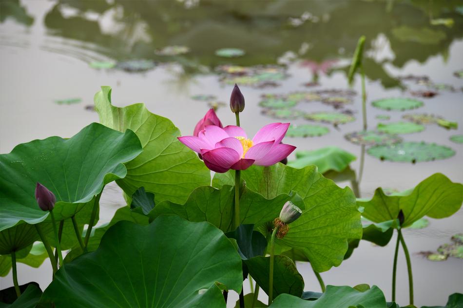 Lotus Kite Hongryeon