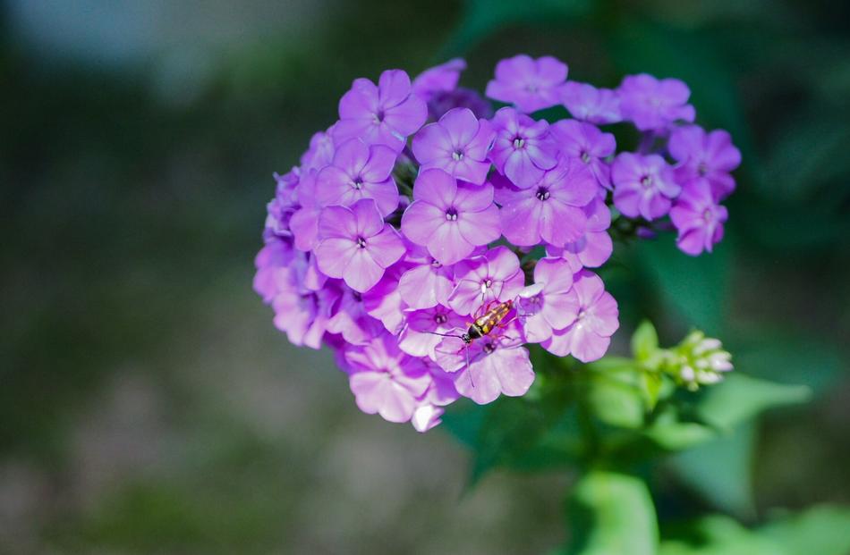 Flower Nature Summer