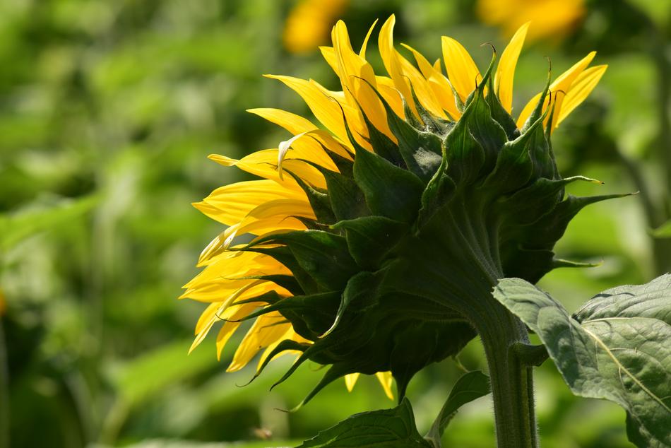 Sunflower Bright Blossom