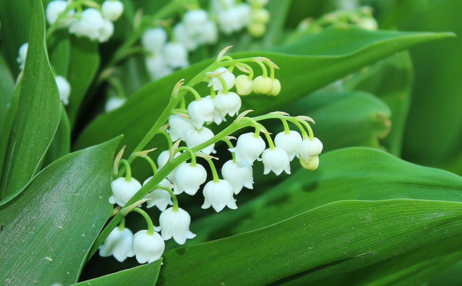 white bells are cute