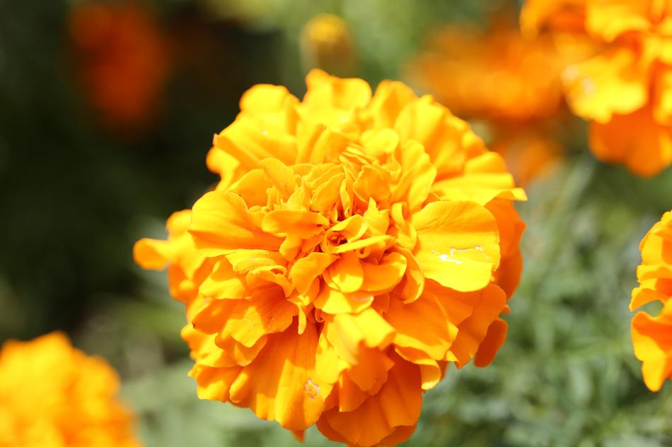 Flower Plant Nature