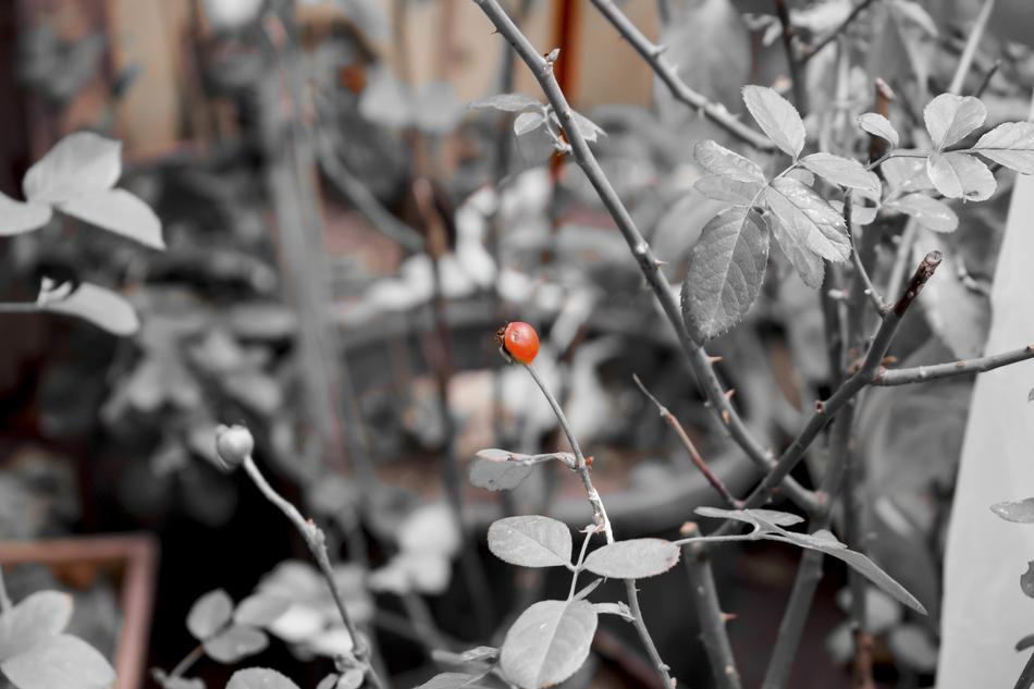 Black White Red