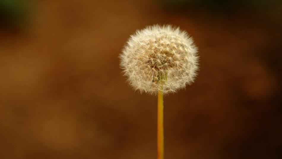 Nature Plants Garden Season