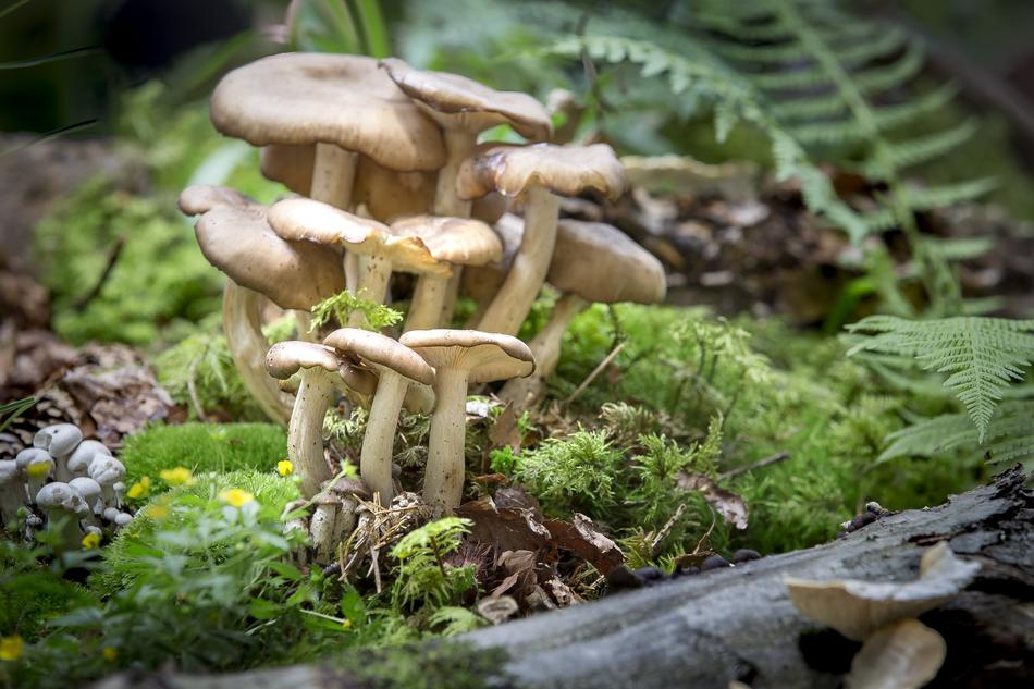 Mushroom Nature