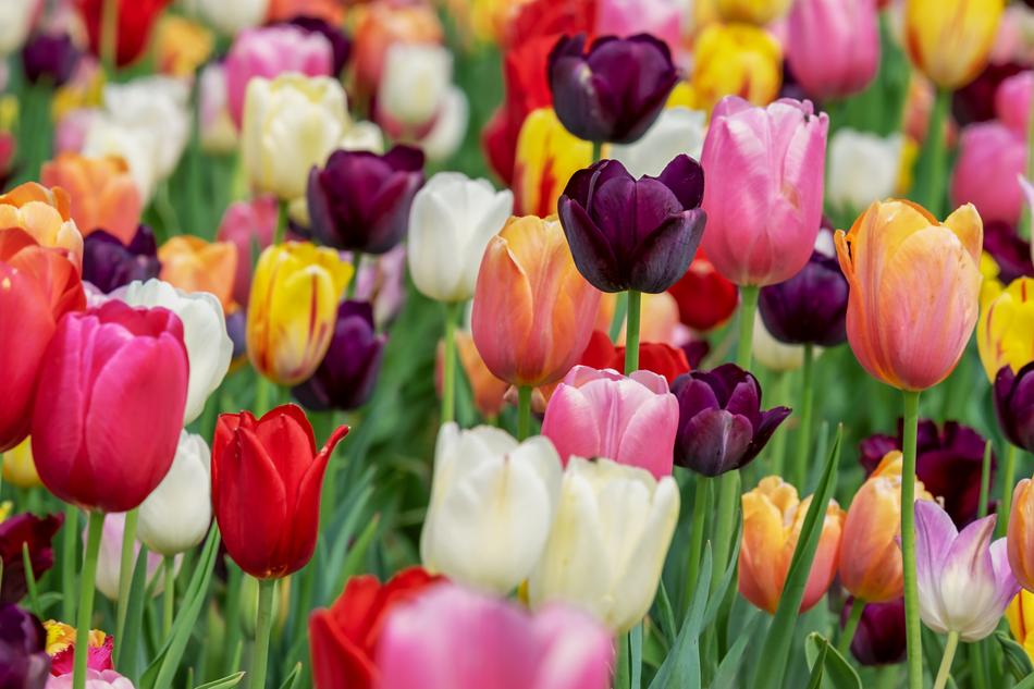 Tulip Blossom Bloom