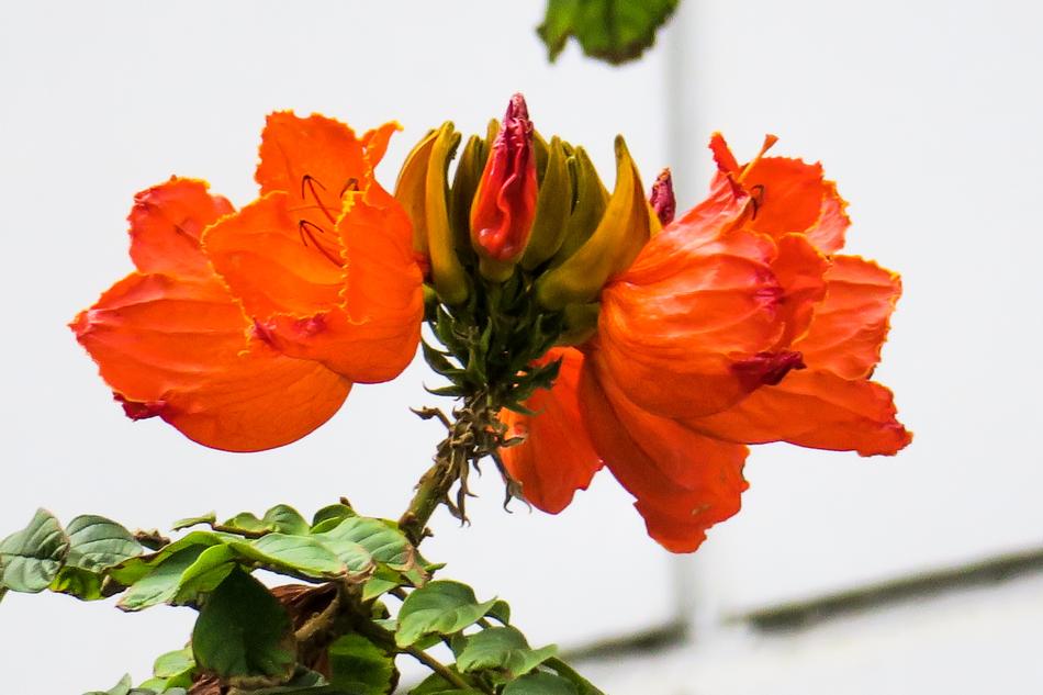 Flame Wood Nature Plant