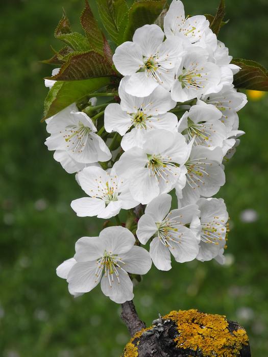 Flower Plant Nature