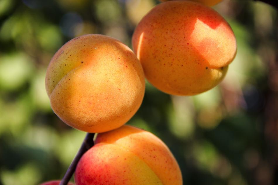 Apricots Fruit Sweet