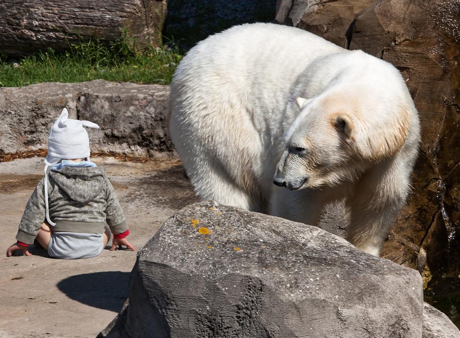 Composing Child Baby Polar